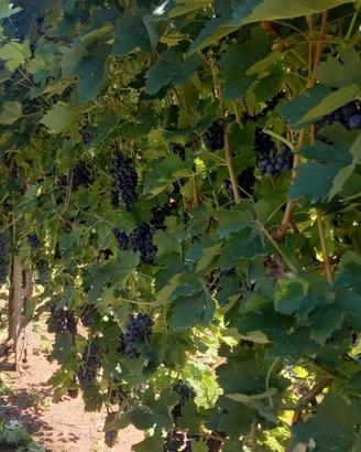 uva nera