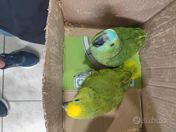 Animali