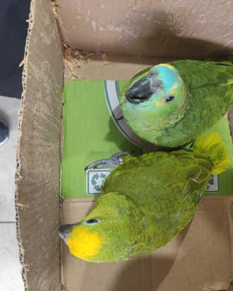 Animali