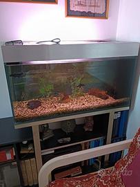 Acquario