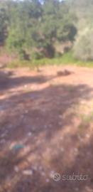 Terreno agricolo