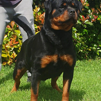 Cuccioli di Rottweiler