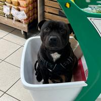 Staffordshire bull terrier