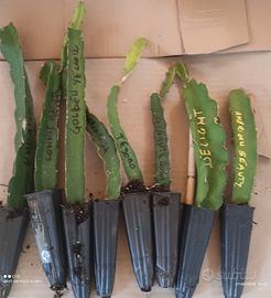  1 pitaya 80 varietà leggi in descrizione