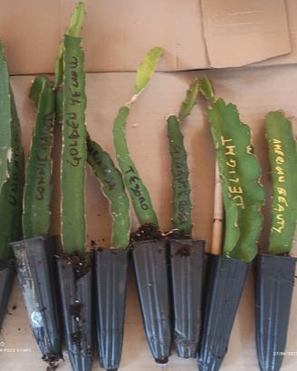  1 pitaya 80 varietà leggi in descrizione