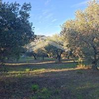 Terreno Agricolo - Guardialfiera