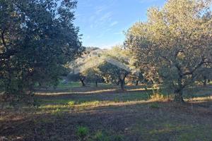 Terreno Agricolo - Guardialfiera