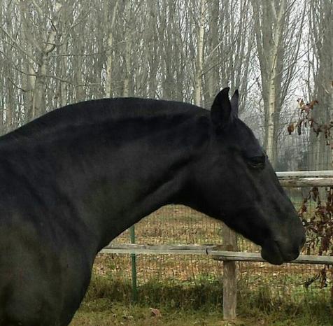 Azienda agricola NERO DI MANTO - Cassinetta di Lugagnano | Subito