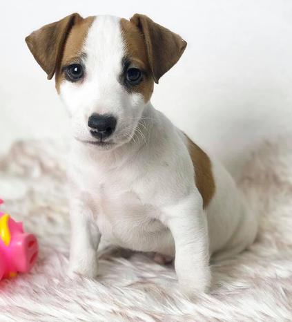 Cuccioli Cani e Gatti - Vignate | Subito