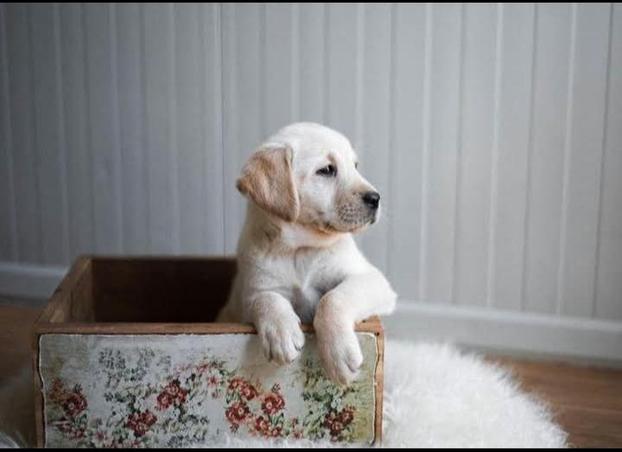 Labrador Basilicata - Potenza | Subito