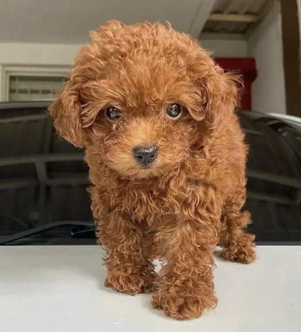 Penta Cuccioli - Milano | Subito