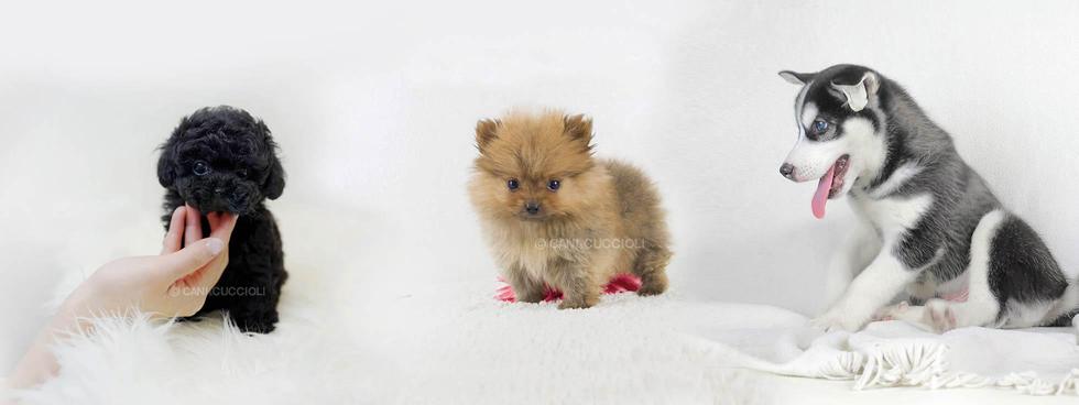 Allevamento Cuccioli