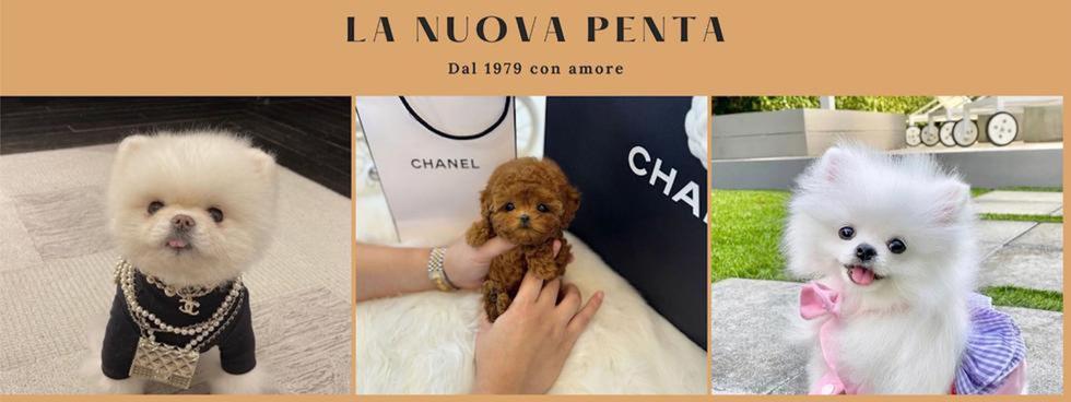 Penta Cuccioli