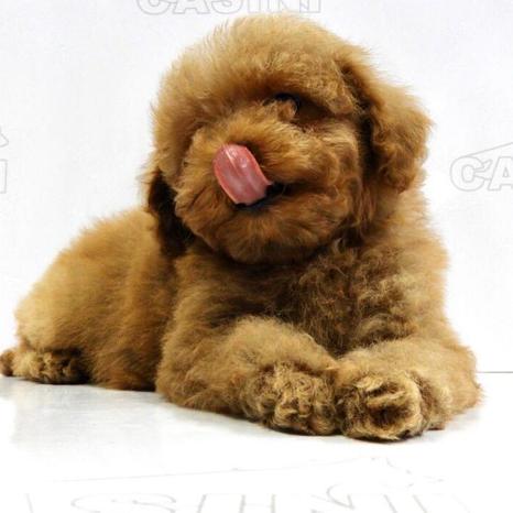 I CUCCIOLI DI CASINI - Firenze | Subito