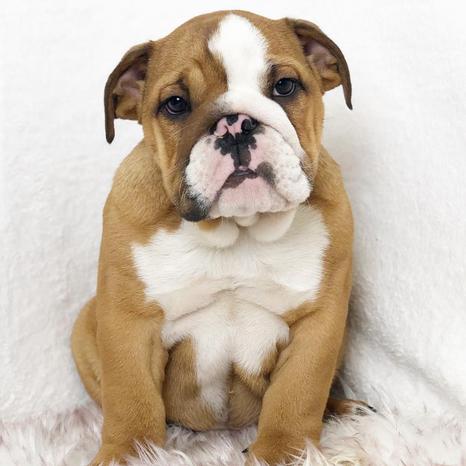 Cuccioli Cani e Gatti - Vignate | Subito