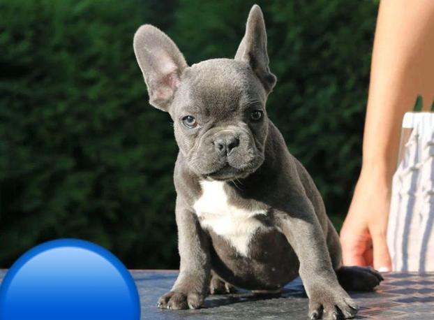 IL CUCCIOLO DI GIANFRANCO PEPE - Fratta Polesine | Subito