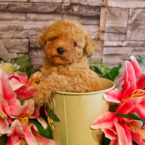 Cucci Zoo - Capurso | Subito