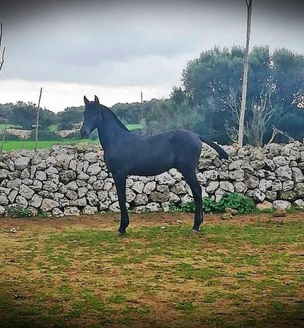 Azienda agricola NERO DI MANTO - Cassinetta di Lugagnano | Subito