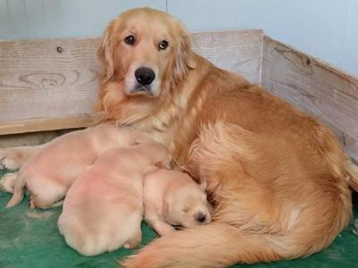 Labrador Basilicata - Potenza | Subito