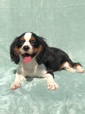 Cuccioli Cani e Gatti - Vignate | Subito