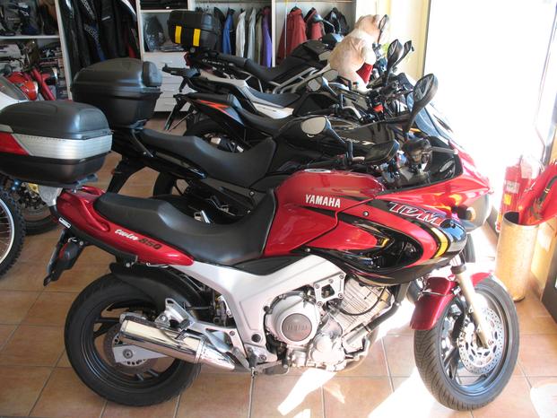 YOUNG MOTOR perignano - Casciana Terme Lari | Subito