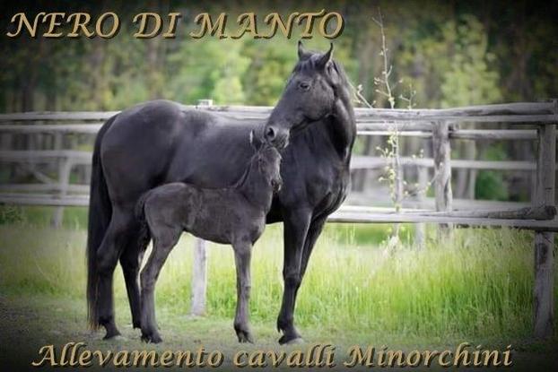 Azienda agricola NERO DI MANTO - Cassinetta di Lugagnano | Subito