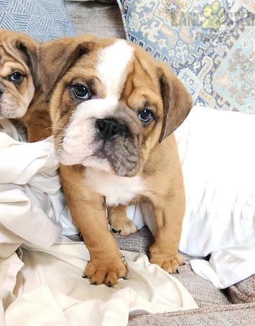 IL CUCCIOLO DI GIANFRANCO PEPE | Subito