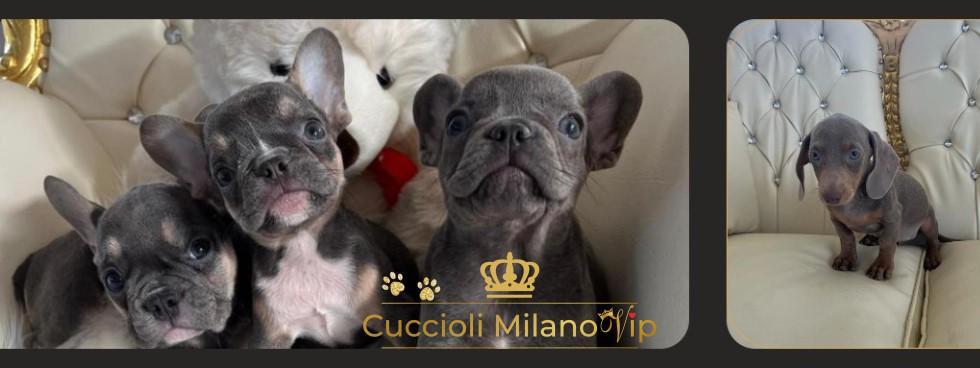 CUCCIOLI MILANO VIP