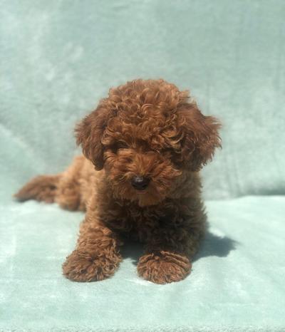 Cuccioli Cani e Gatti - Vignate | Subito