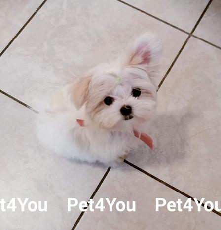 Pet4You snc - Verona | Subito