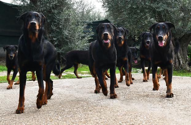DES GARDIENS DE ROME © - riconosciuto Enci Fci - Roma | Subito
