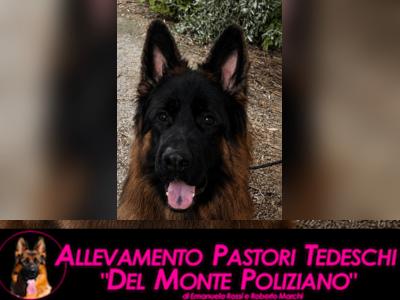 ALLEVAMENTO PASTORI TEDESCHI DEL MONTE POLIZIANO - Montepulciano | Subito