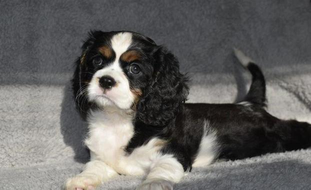 IL CUCCIOLO DI GIANFRANCO PEPE | Subito