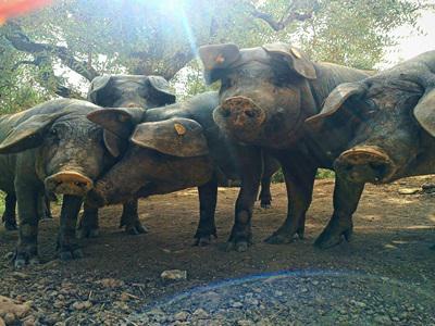 AGRIDEMASI - Benevento | Subito