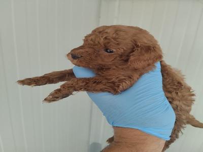 Labrador Basilicata - Potenza | Subito