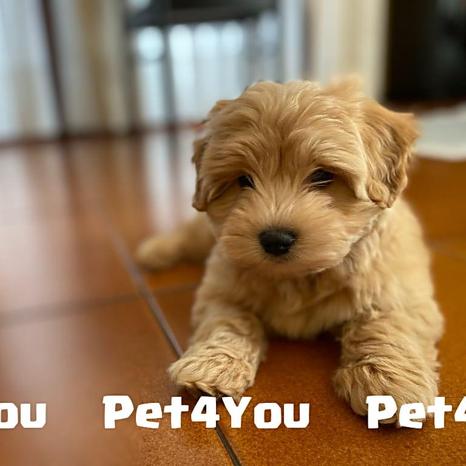 Pet4You snc - Verona | Subito