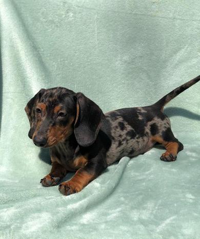 Cuccioli Cani e Gatti - Vignate | Subito