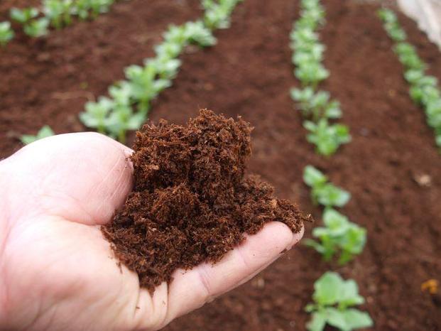 FLORICOLTURA  EXTRA DI BARTOLINI GIOVANNI - Bucine | Subito