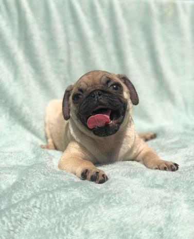 Cuccioli Cani e Gatti - Vignate | Subito