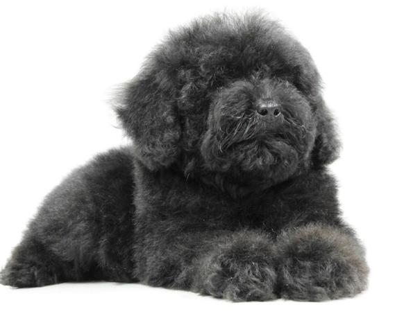 I CUCCIOLI DI CASINI - Firenze | Subito