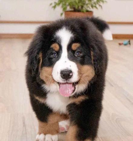 IL CUCCIOLO DI GIANFRANCO PEPE | Subito