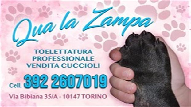ALLEVAMENTO "QUA LA ZAMPA" - Villareggia | Subito