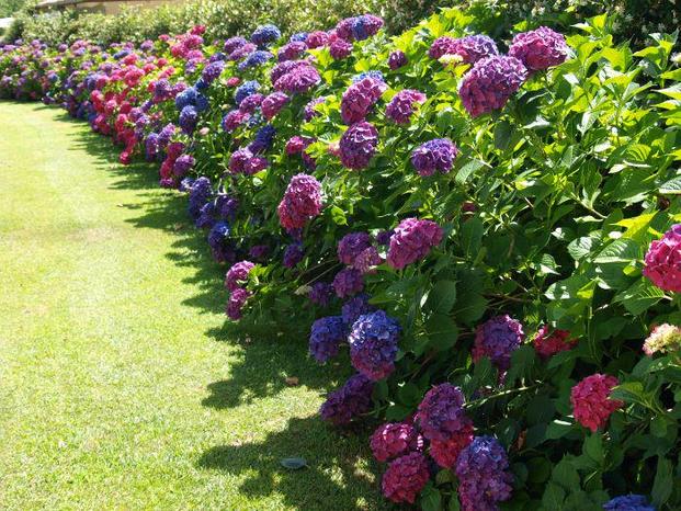 FLORICOLTURA  EXTRA DI BARTOLINI GIOVANNI - Bucine | Subito