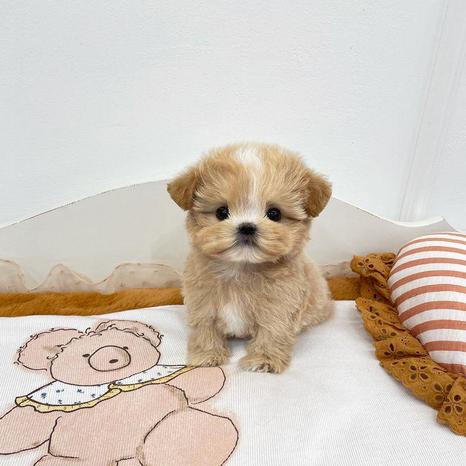 Penta Cuccioli - Milano | Subito
