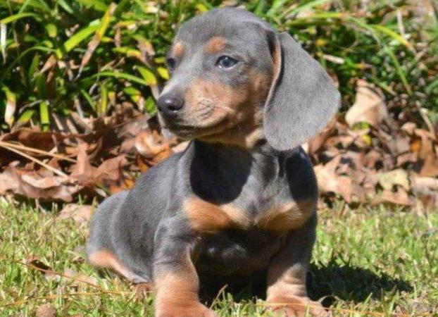 IL CUCCIOLO DI GIANFRANCO PEPE - Fratta Polesine | Subito