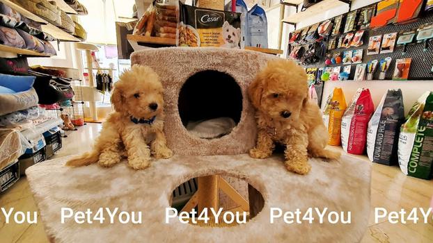 Pet4You snc - Verona | Subito