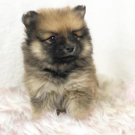 Cuccioli Cani e Gatti - Vignate | Subito