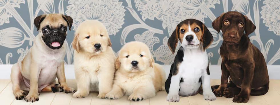 Cuccioli italia d'Autore