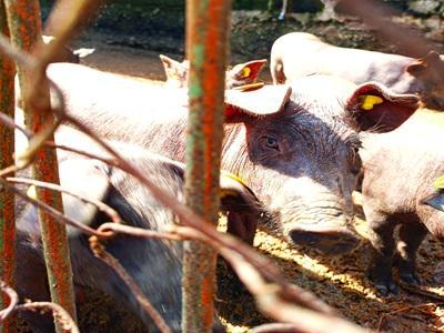 AGRIDEMASI - Benevento | Subito