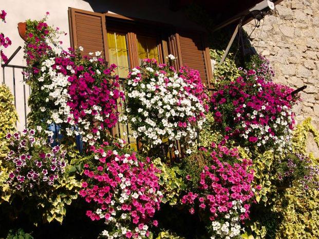 FLORICOLTURA  EXTRA DI BARTOLINI GIOVANNI - Bucine | Subito